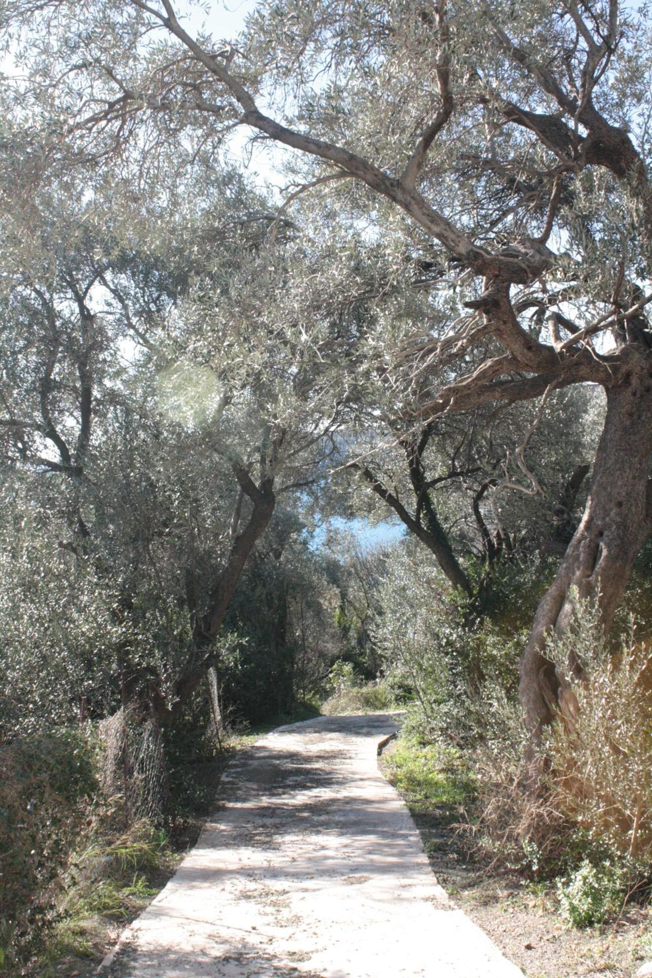 Olive Hill * Budva